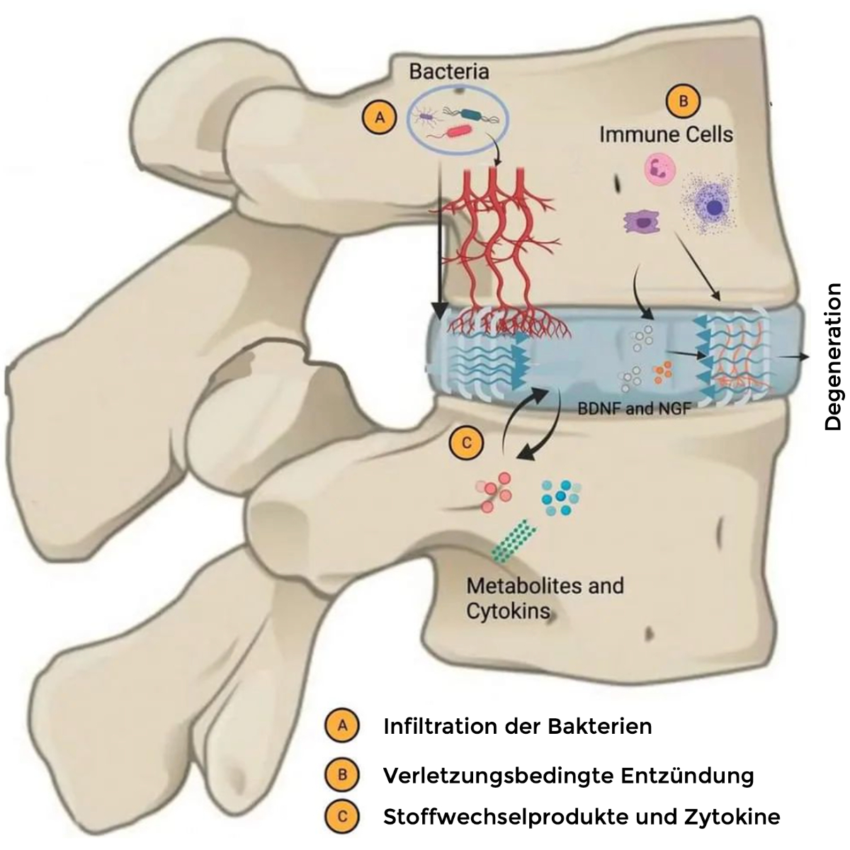 Quelle: Physio Meets Science