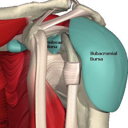 Bursa Subacromialis