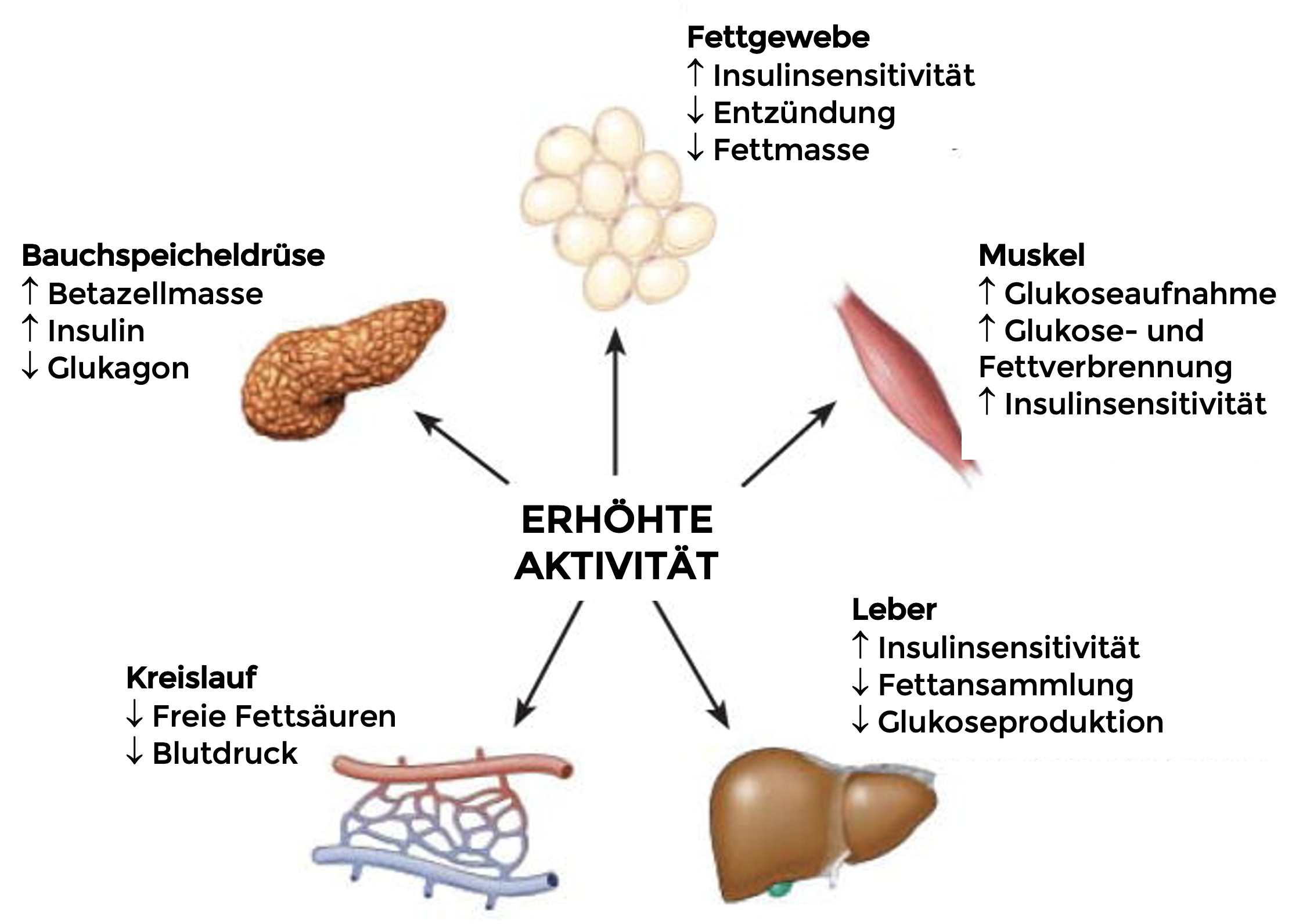 Effektübersicht erhöhte Aktivität bei Diabetes