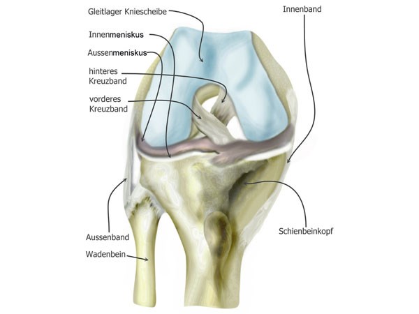 Kreuzbandanatomie2