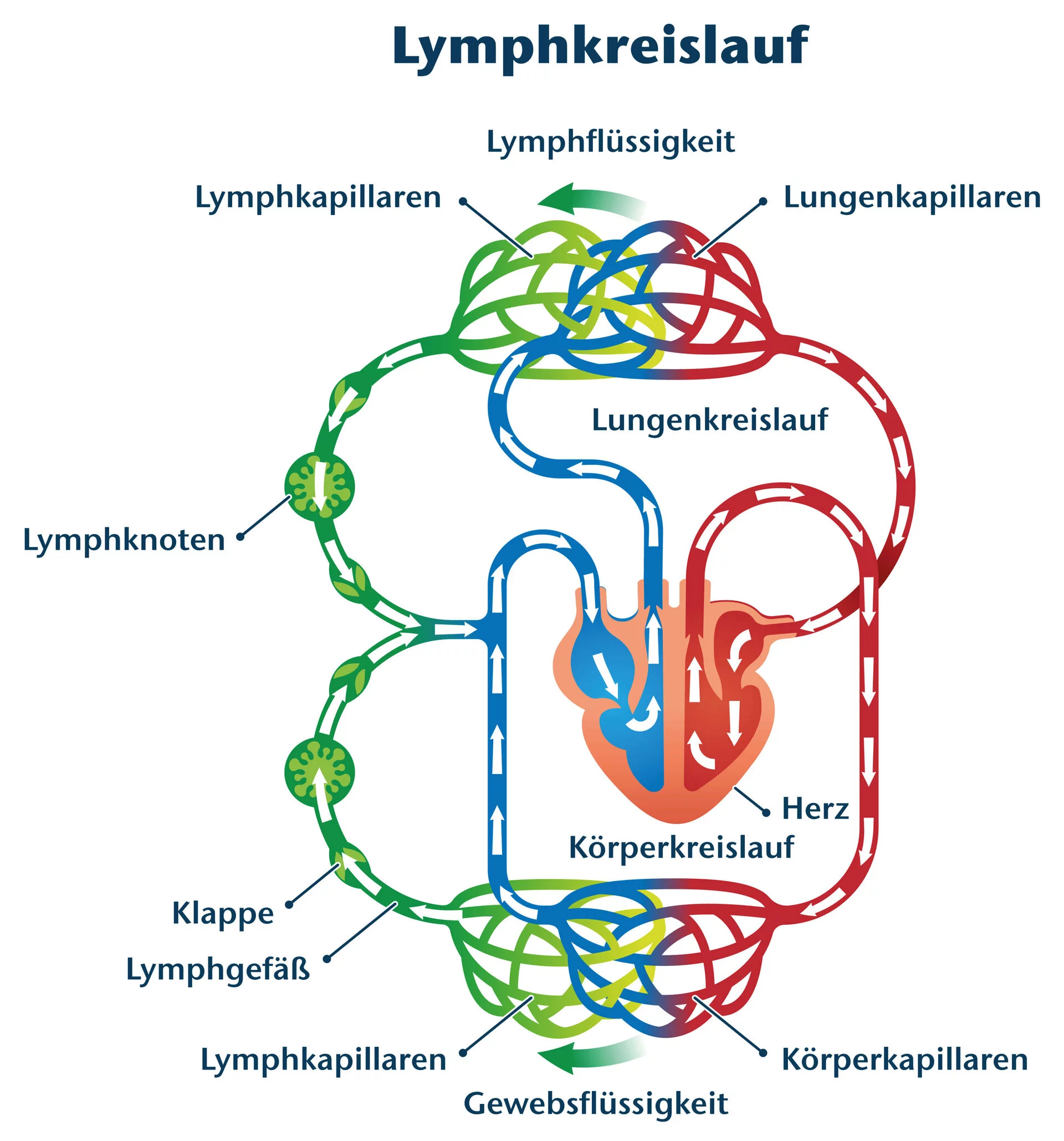 Lymphödem