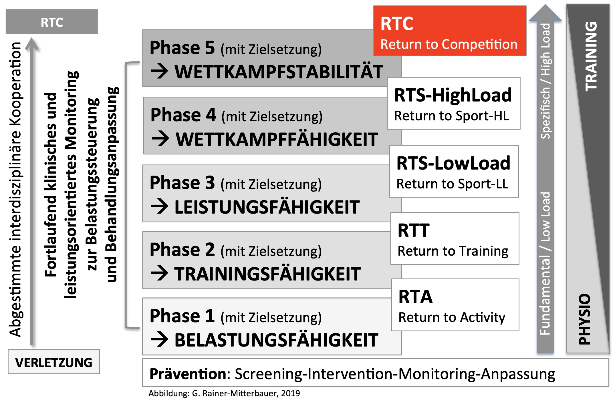 Phasenmodel Muskelfaserrissrehabilitation