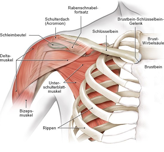 Schulteranatomie