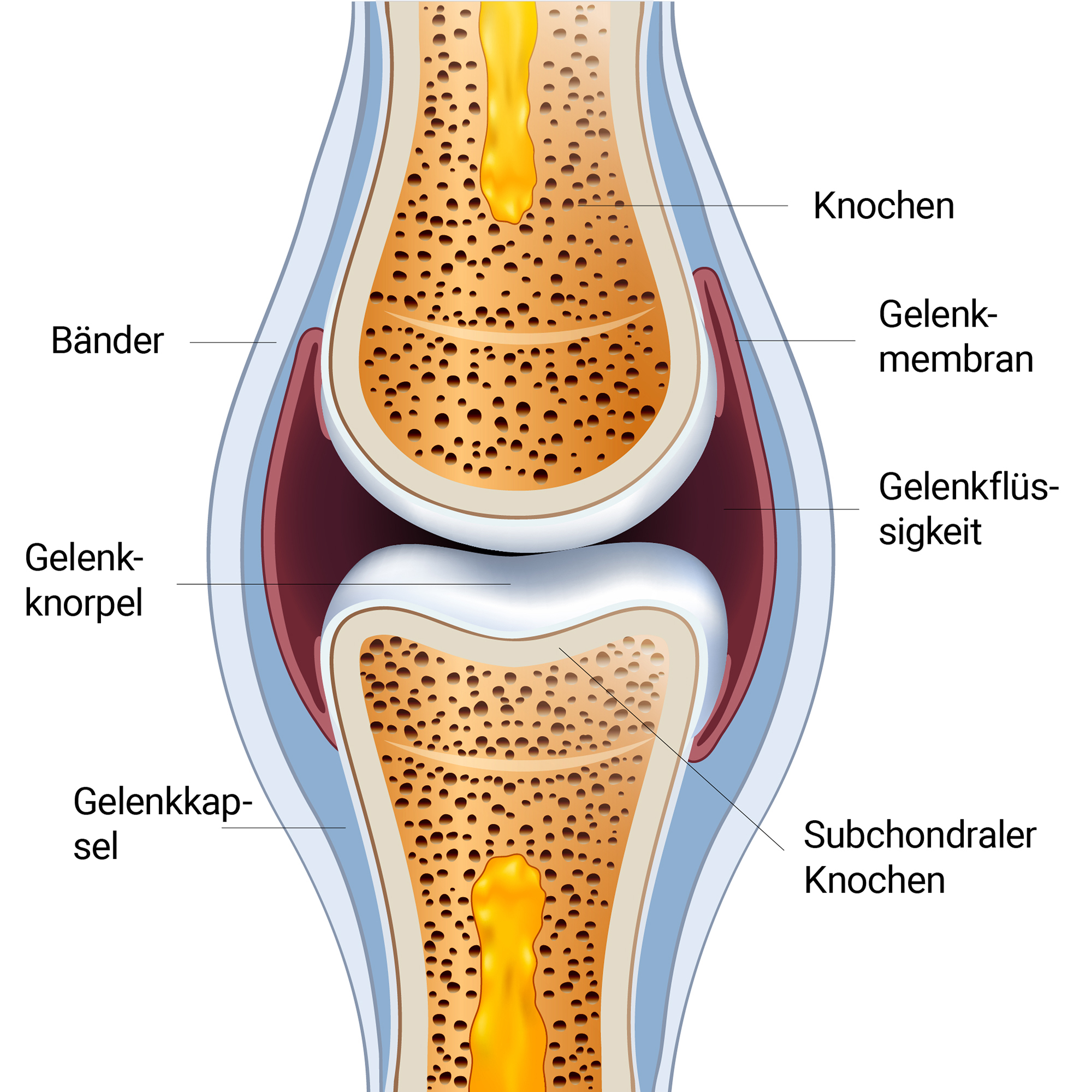 Normal synovial joint anatomy