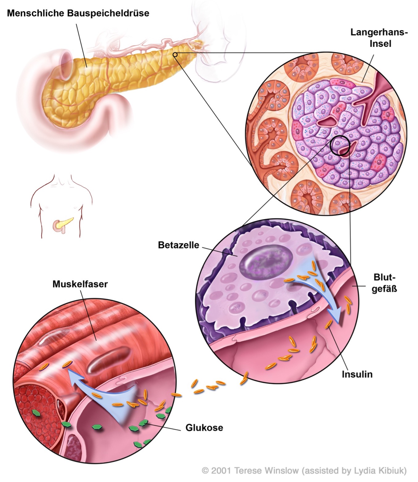 Quelle: Eurostemcell