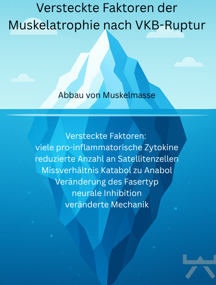 Versteckte Faktoren der Muskelatrophie nach VKB-Ruptur