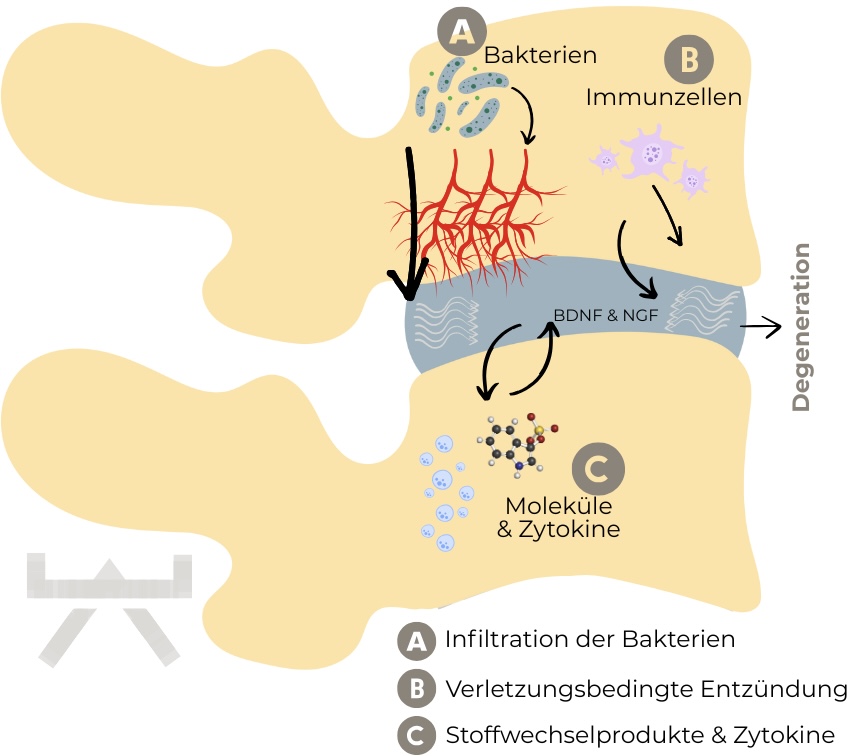 Quelle: Physio Meets Science