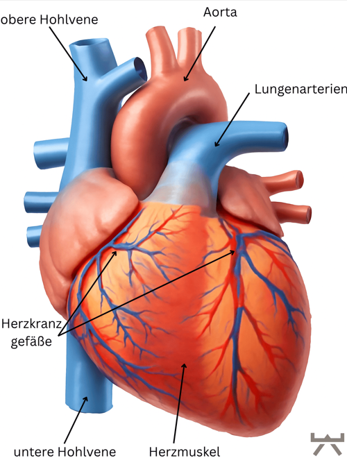 Herkrankzgefaesse-Anatomie