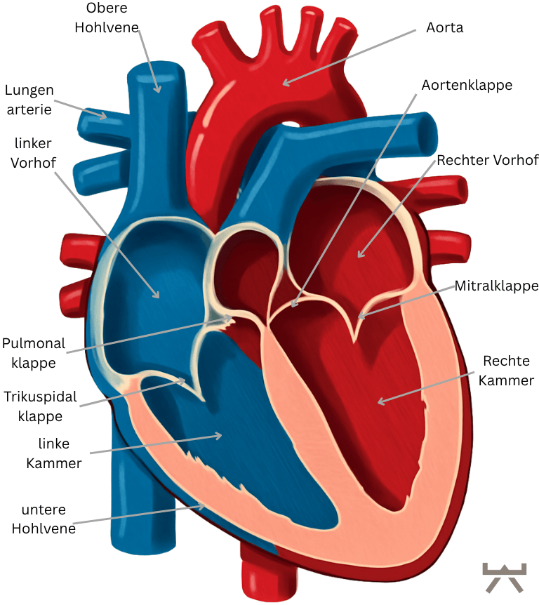Herz-anatomie
